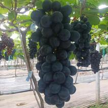 台州三门县夏黑葡萄，上市了，有需要的老板欢迎咨询。