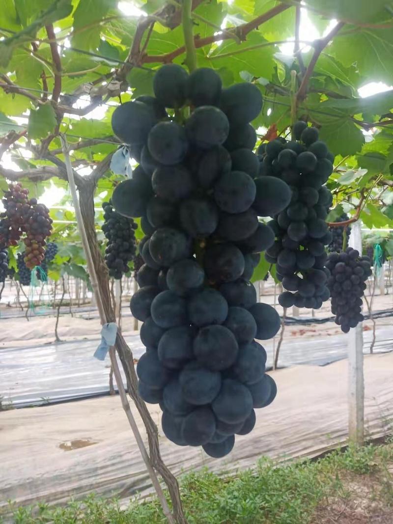 台州三门县夏黑葡萄，大量上市了，有需要的老板欢迎咨询。