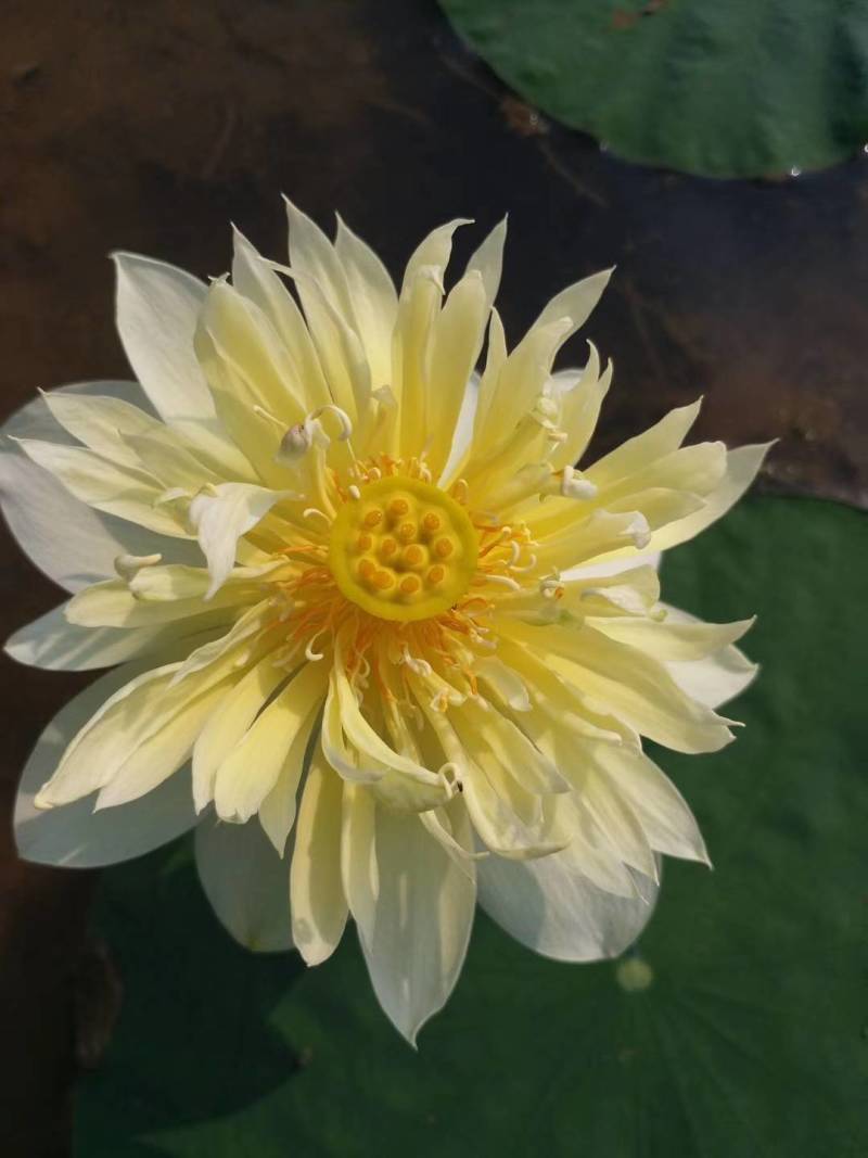碗莲莲子，碗莲子，母本花色如图，混种欢迎订购。