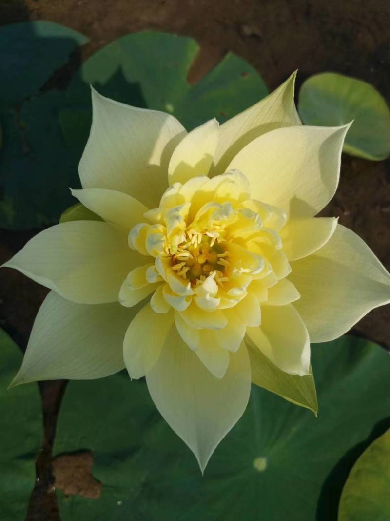 碗莲莲子，碗莲子，母本花色如图，混种欢迎订购。