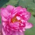 碗莲莲子，碗莲子，母本花色如图，混种欢迎订购。