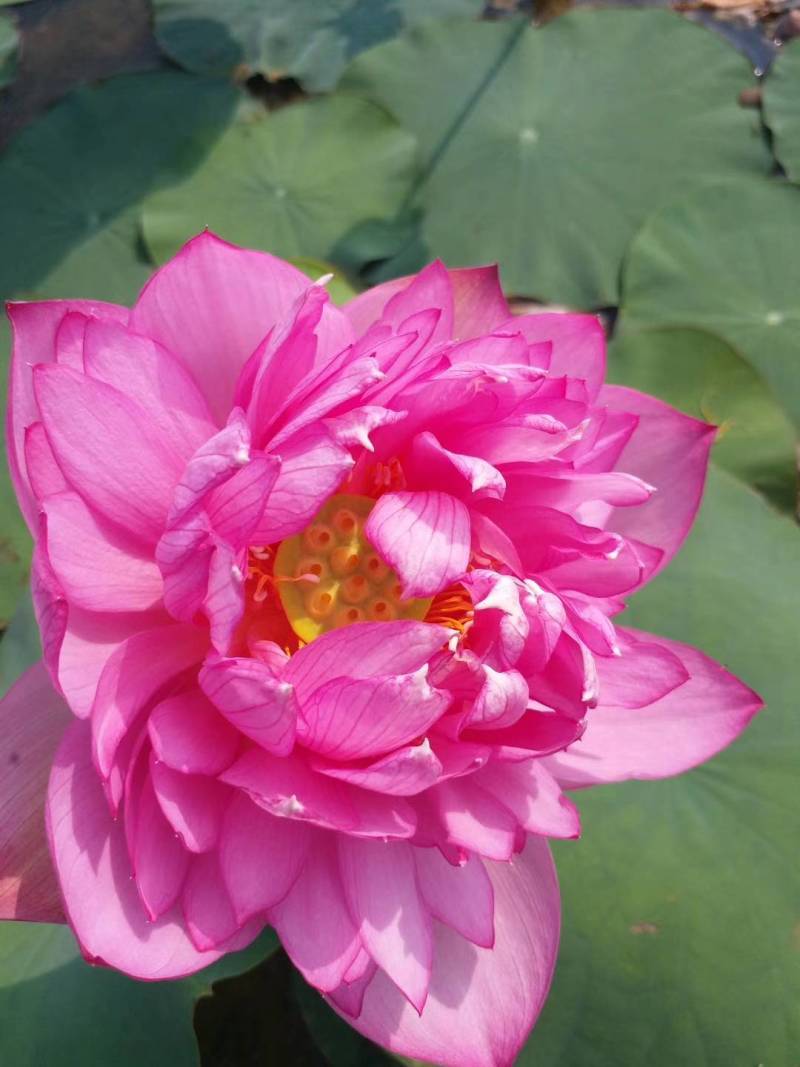碗莲莲子，碗莲子，母本花色如图，混种欢迎订购。