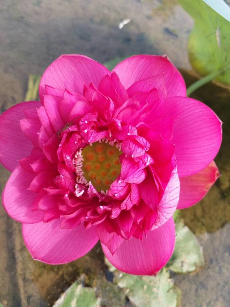 碗莲莲子，碗莲子，母本花色如图，混种欢迎订购。