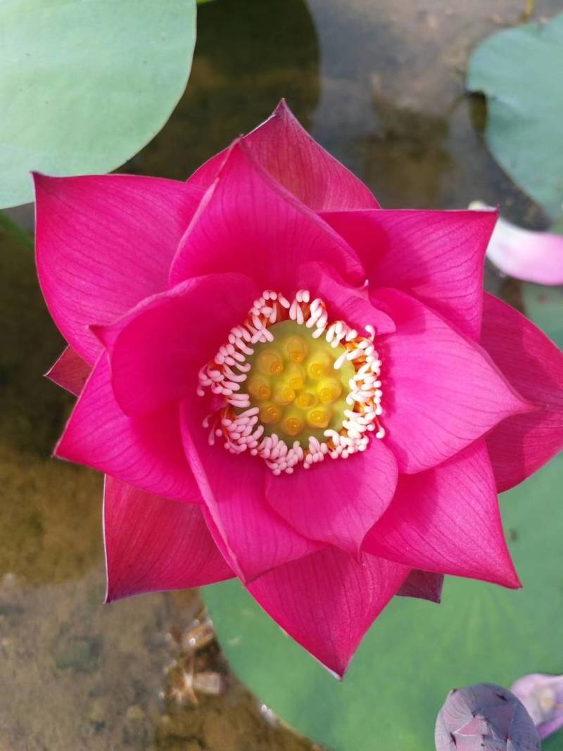 碗莲莲子，碗莲子，母本花色如图，混种欢迎订购。