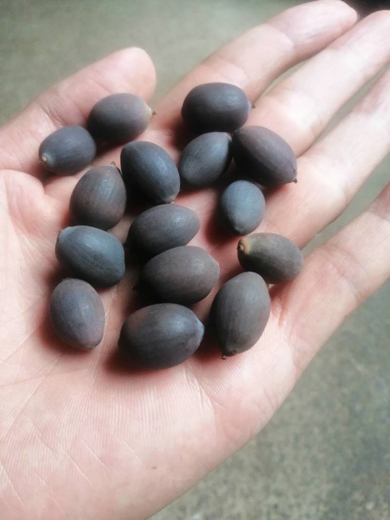 碗莲莲子，碗莲子，母本花色如图，混种欢迎订购。