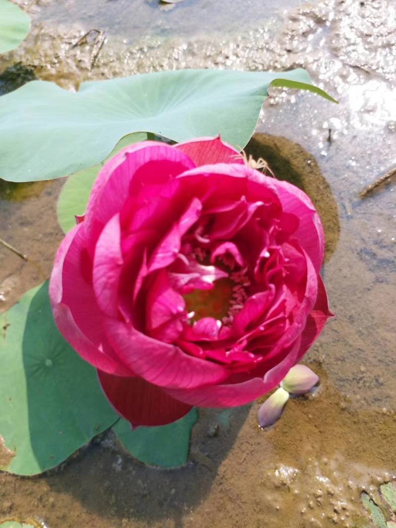 碗莲莲子，碗莲子，母本花色如图，混种欢迎订购。