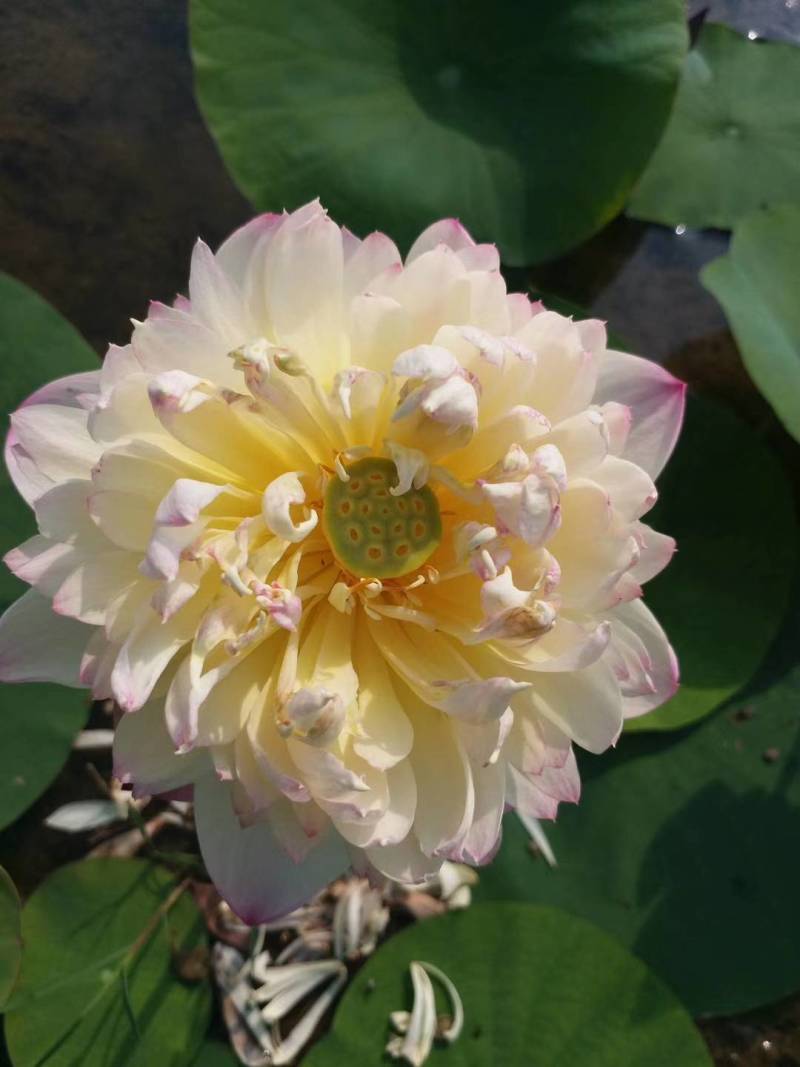 碗莲莲子，碗莲子，母本花色如图，混种欢迎订购。