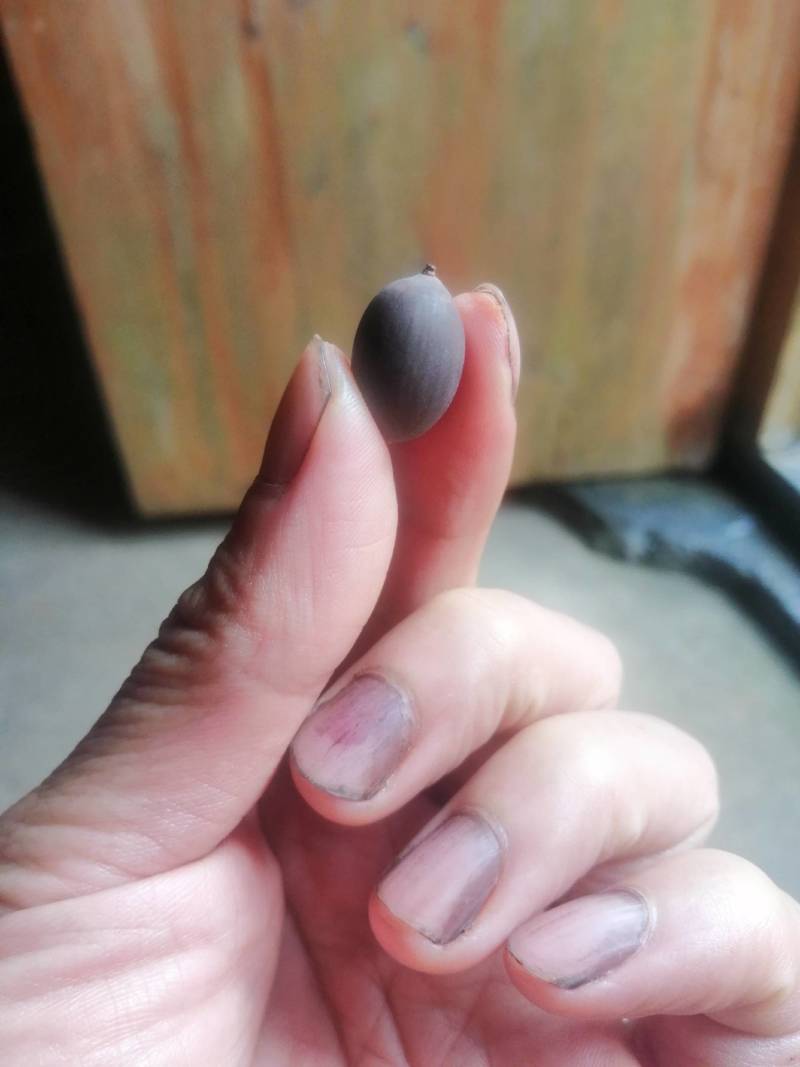 碗莲莲子，碗莲子，母本花色如图，混种欢迎订购。