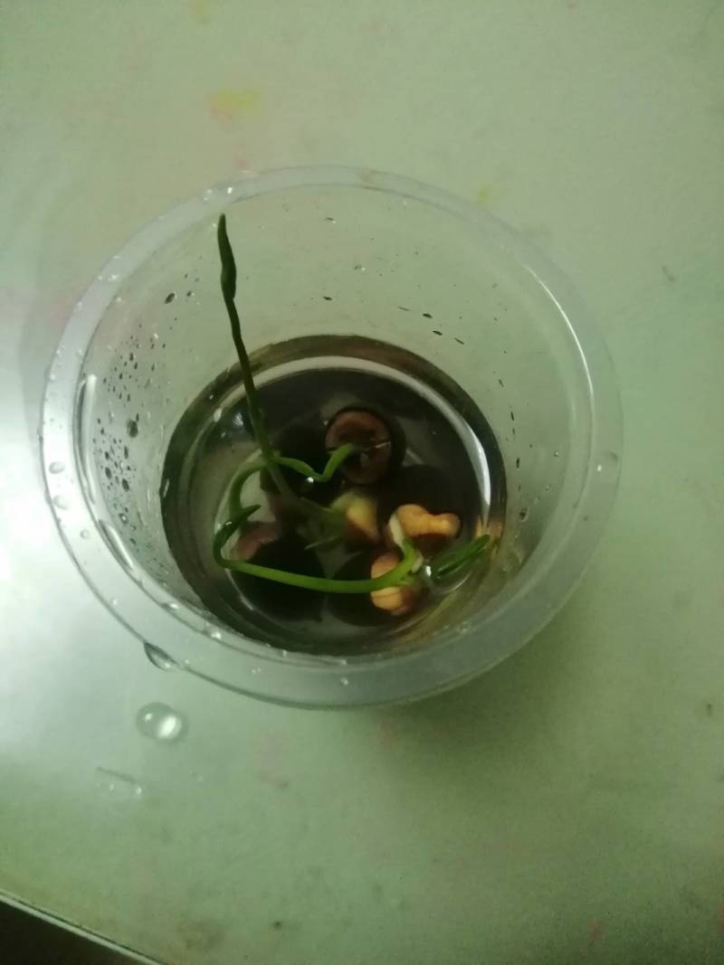 碗莲莲子，碗莲子，母本花色如图，混种欢迎订购。
