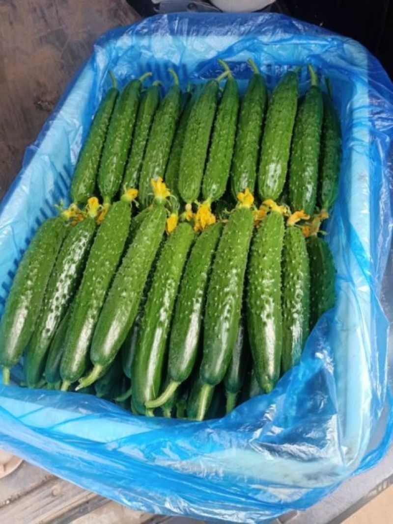 邯郸精品黄瓜产地直供大量有货颜色绿瓜条好
