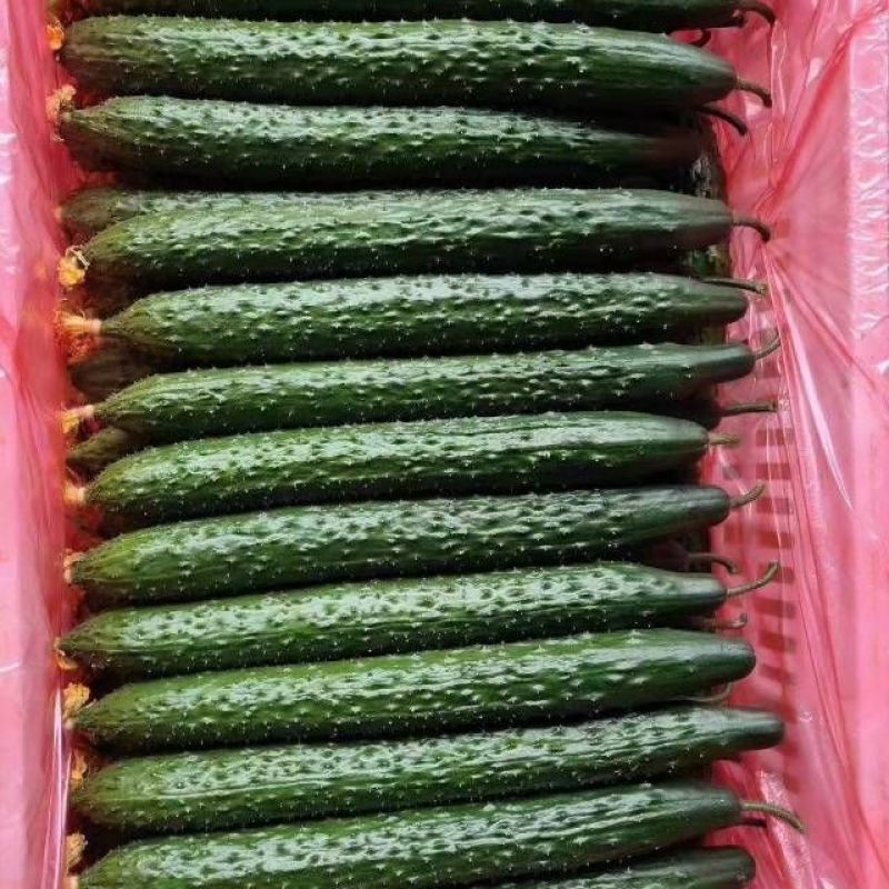 邯郸精品黄瓜产地直供大量有货颜色绿瓜条好