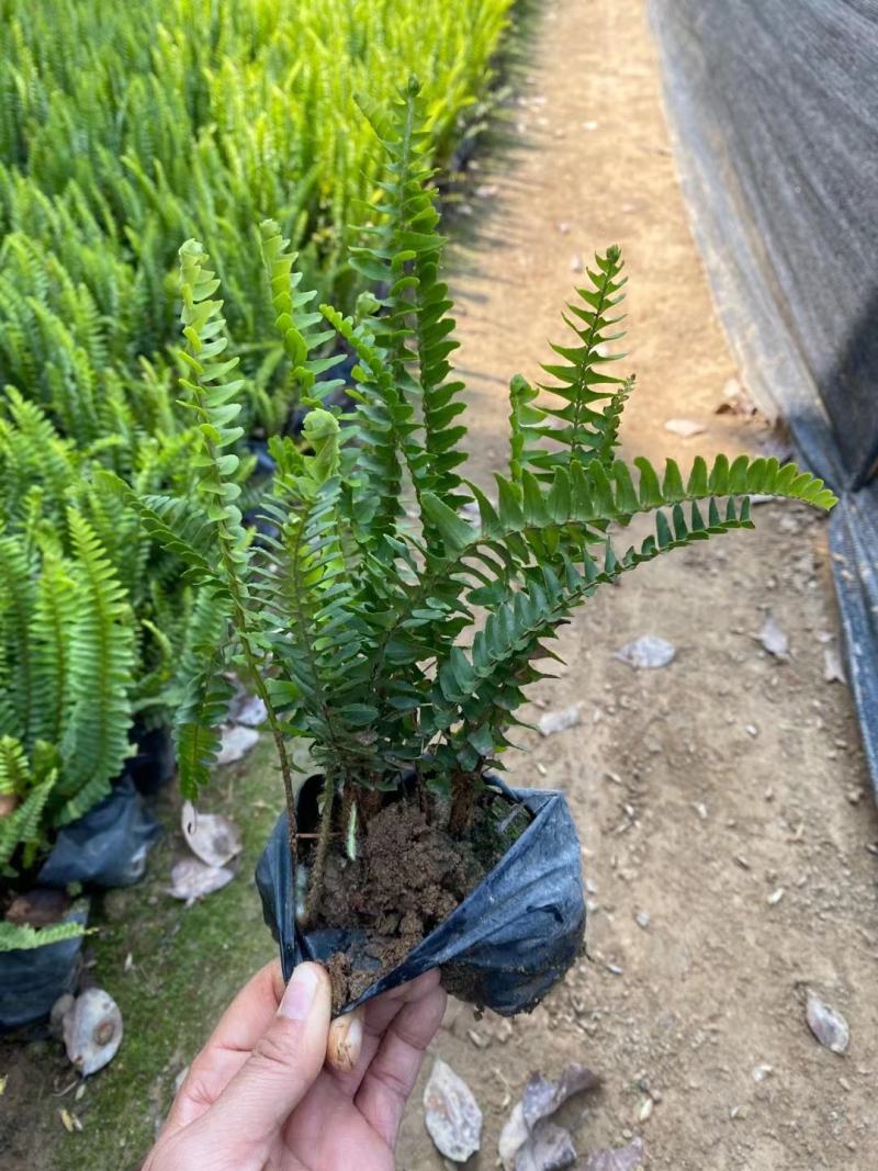 肾蕨福建漳州肾蕨绿化庭院设计基地直供大小规格袋苗