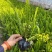 肾蕨福建漳州肾蕨绿化庭院设计基地直供大小规格袋苗