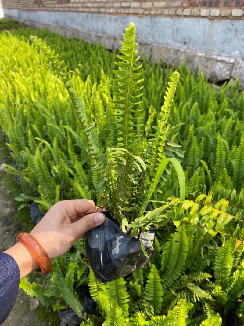 肾蕨福建漳州肾蕨绿化庭院设计基地直供大小规格袋苗