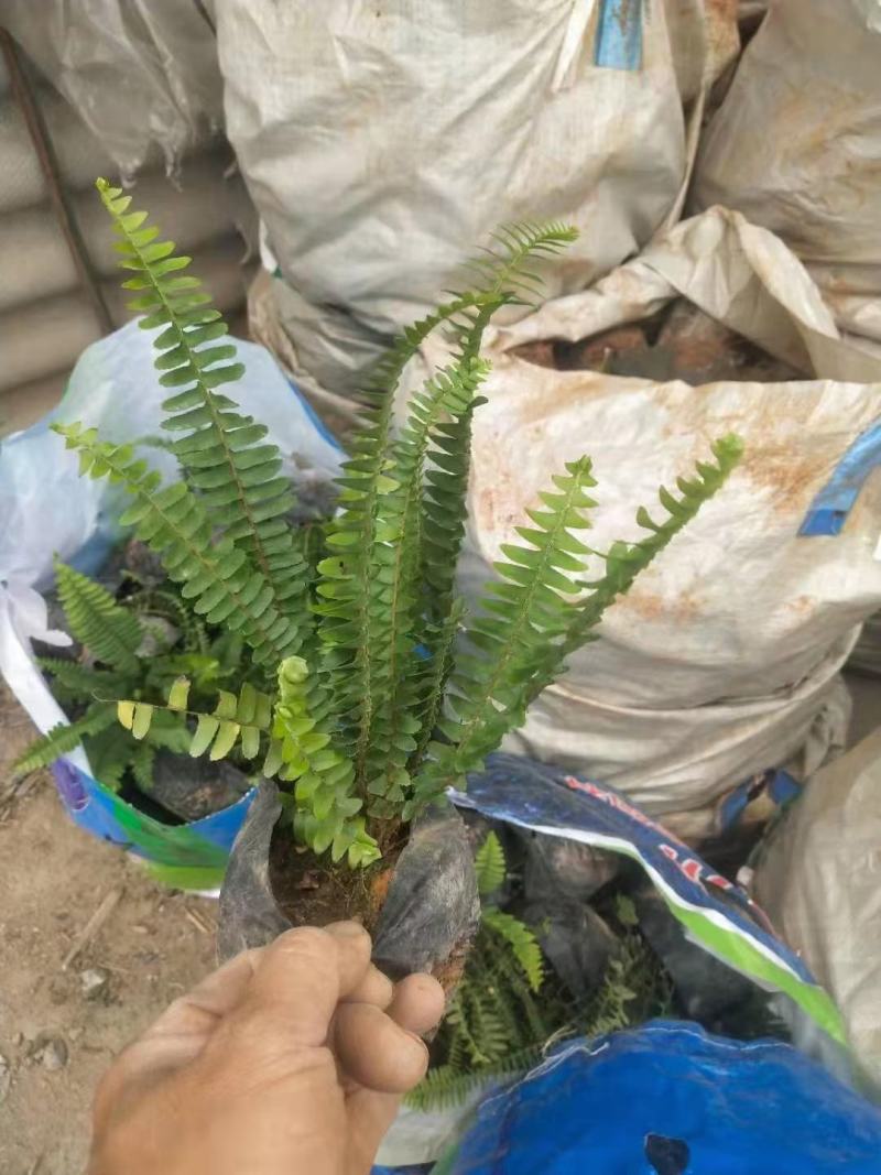 肾蕨福建漳州肾蕨绿化庭院设计基地直供大小规格袋苗