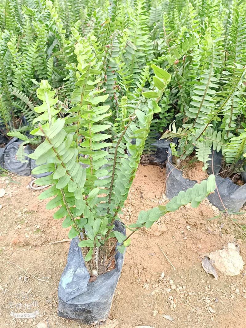 肾蕨福建漳州肾蕨绿化庭院设计基地直供大小规格袋苗