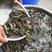 台湾泥鳅营养价值高