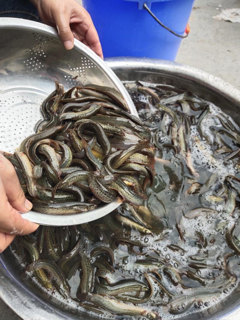 台湾泥鳅营养价值高