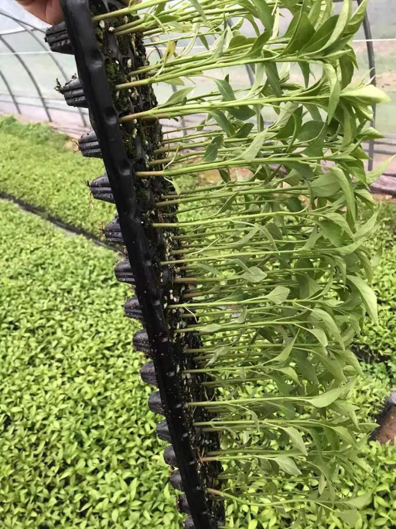 线椒苗螺丝椒苗，美人椒苗，皱皮辣椒苗，朝天椒苗品种齐全