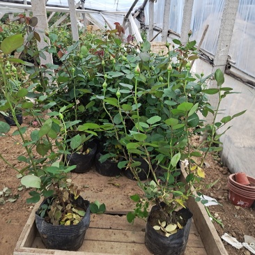 山东大花月季基地青州大花月季产地供应大花月季