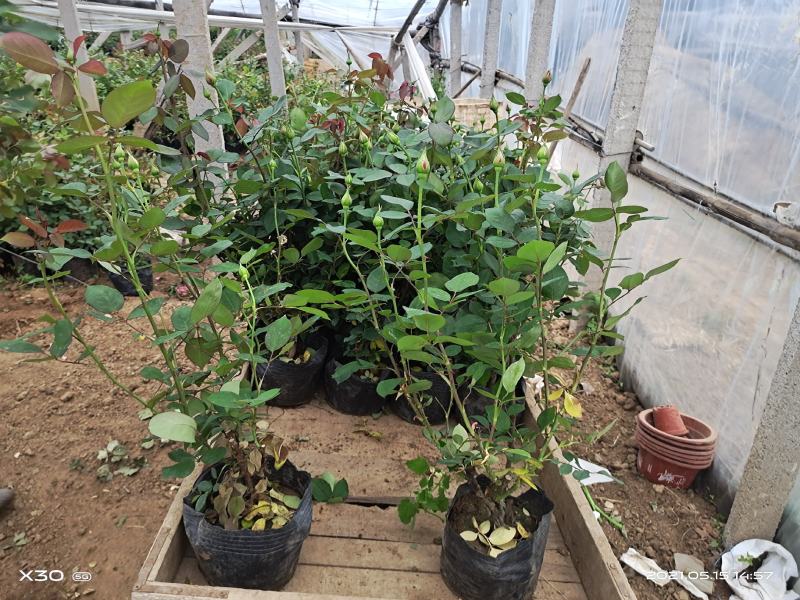 山东大花月季基地青州大花月季产地供应大花月季