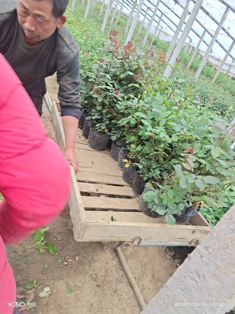 山东大花月季基地青州大花月季产地供应大花月季