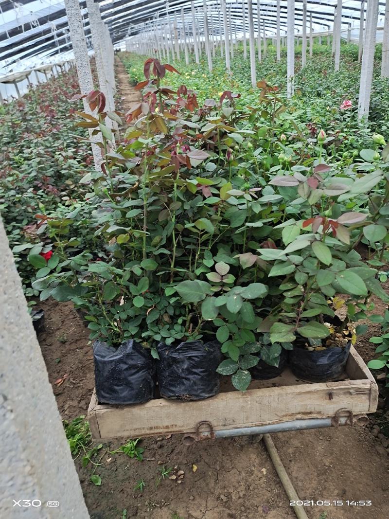 山东大花月季基地青州大花月季产地供应大花月季