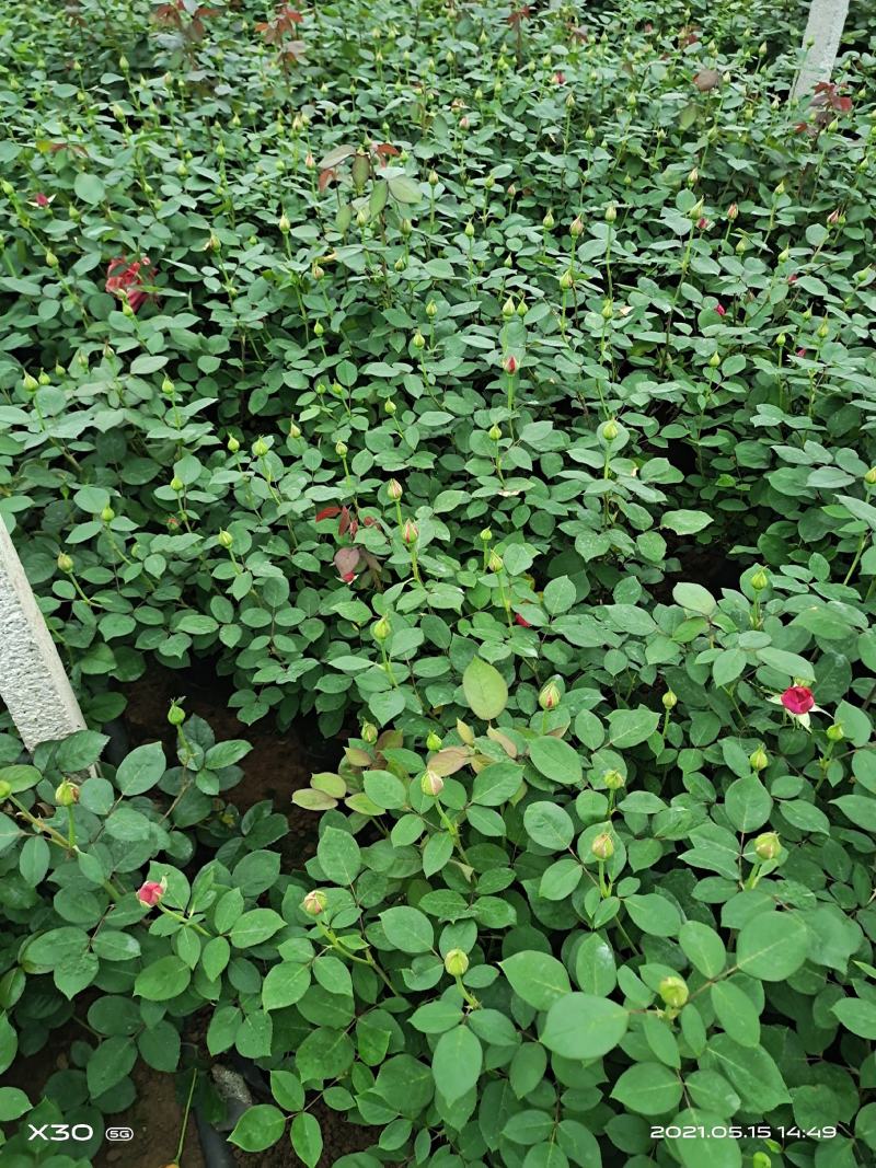 山东大花月季基地青州大花月季产地供应大花月季