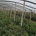 山东大花月季基地青州大花月季产地供应大花月季
