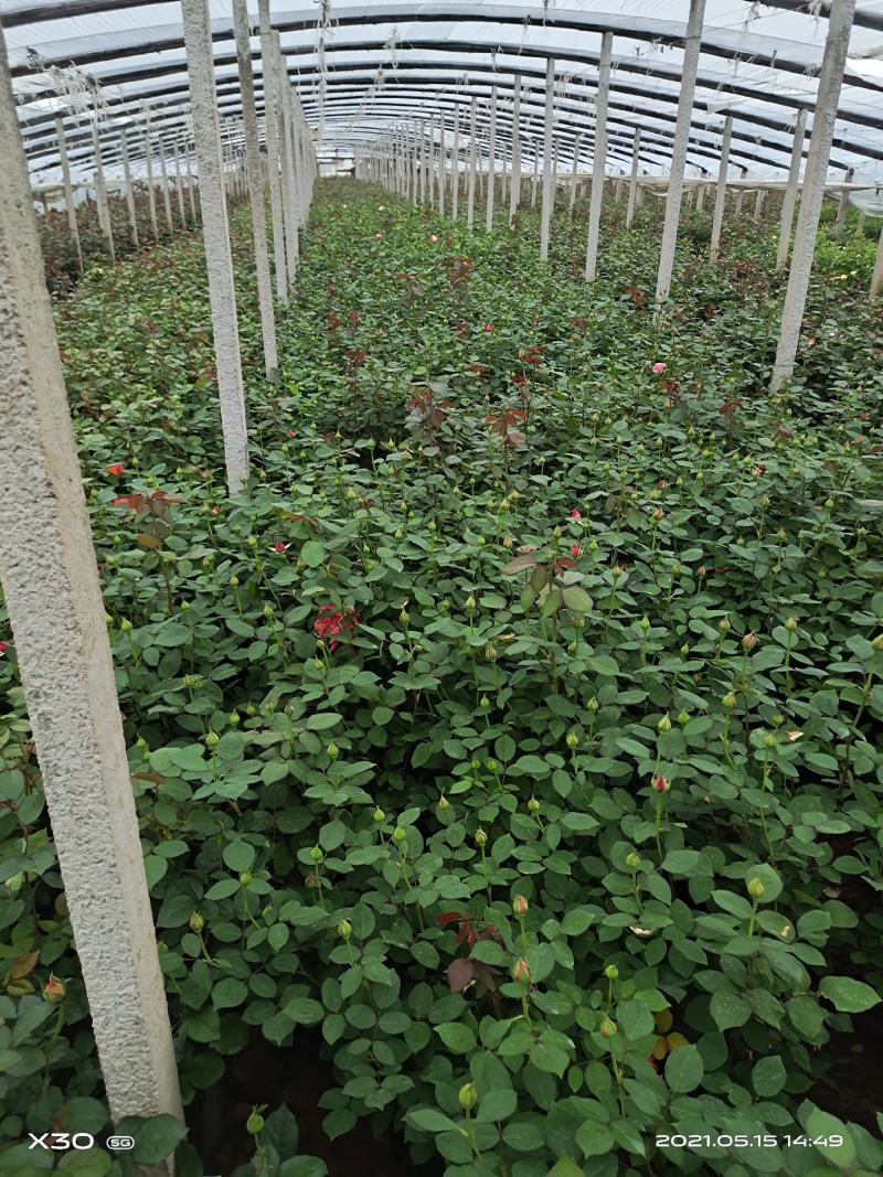 山东大花月季基地青州大花月季产地供应大花月季