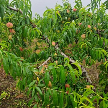 桃子已经上市欢迎老板前来