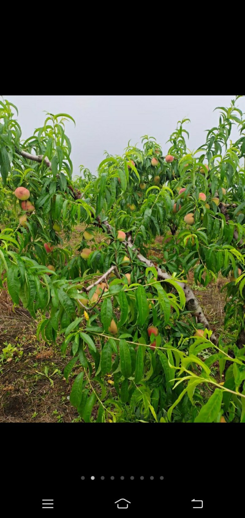 桃子已经上市欢迎老板前来