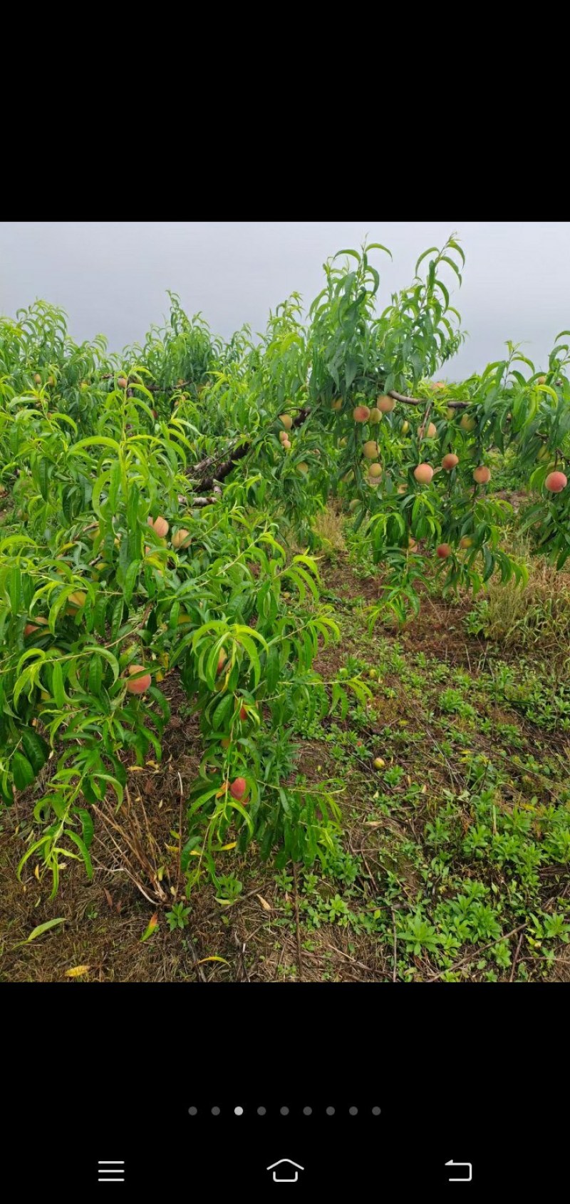 桃子已经上市欢迎老板前来