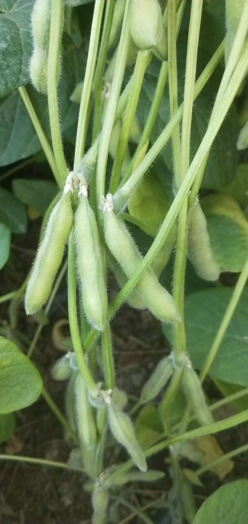 元谋毛豆大量上市