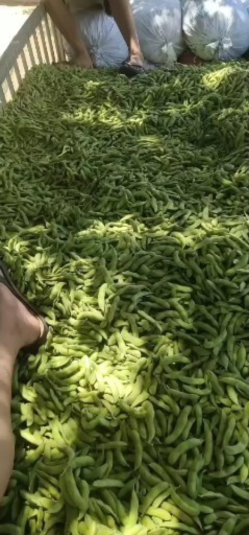 元谋毛豆大量上市