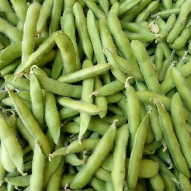 元谋毛豆大量上市
