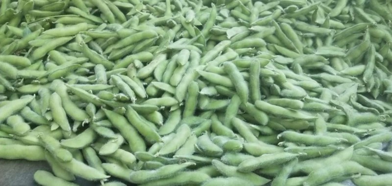 元谋毛豆大量上市
