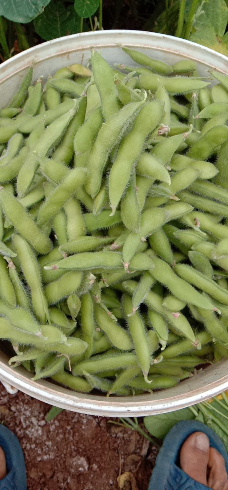 元谋毛豆大量上市