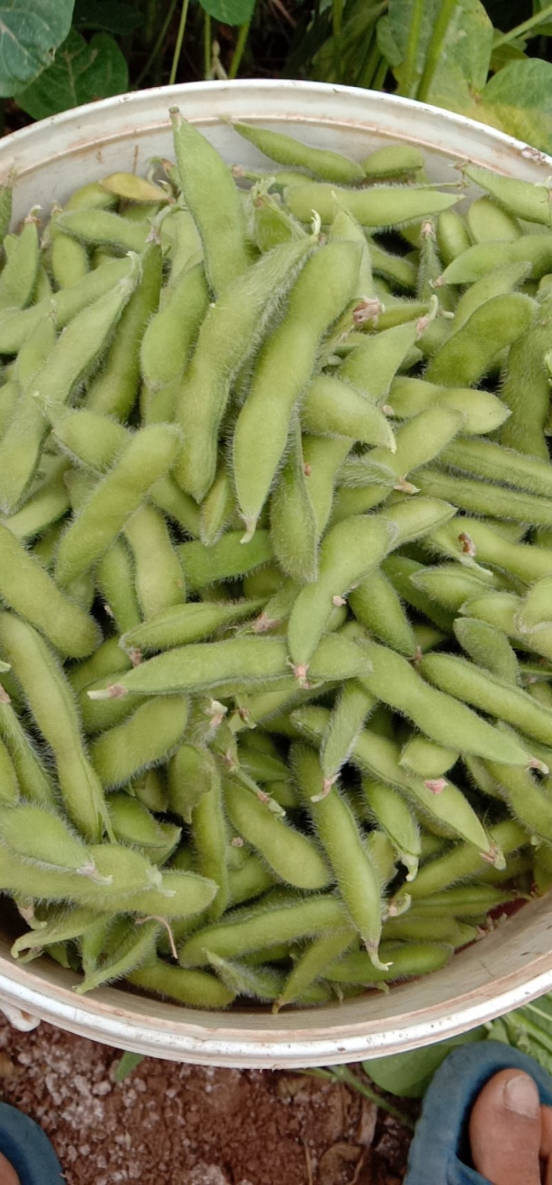 元谋毛豆大量上市