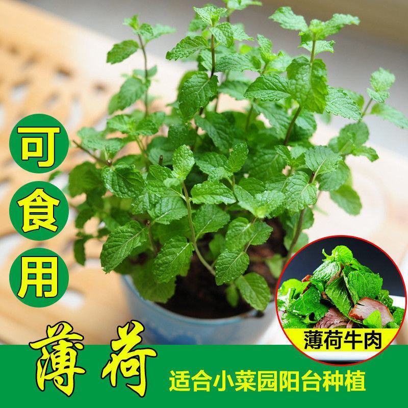 食用薄荷种子留兰香薄荷四季种植易活蔬菜种子柠檬香水薄荷