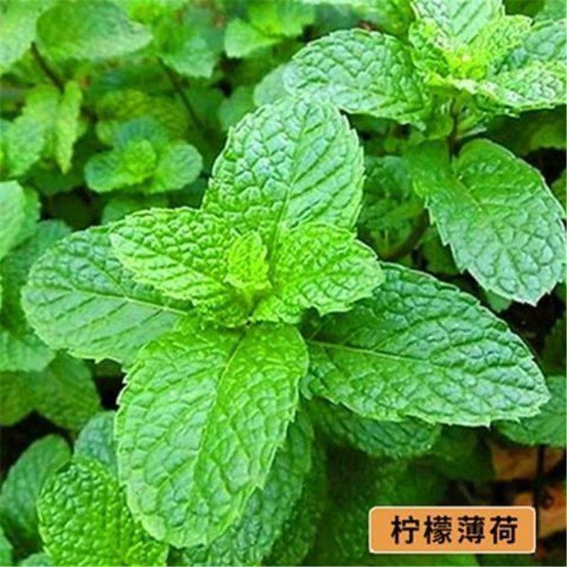 食用薄荷种子留兰香薄荷四季种植易活蔬菜种子柠檬香水薄荷