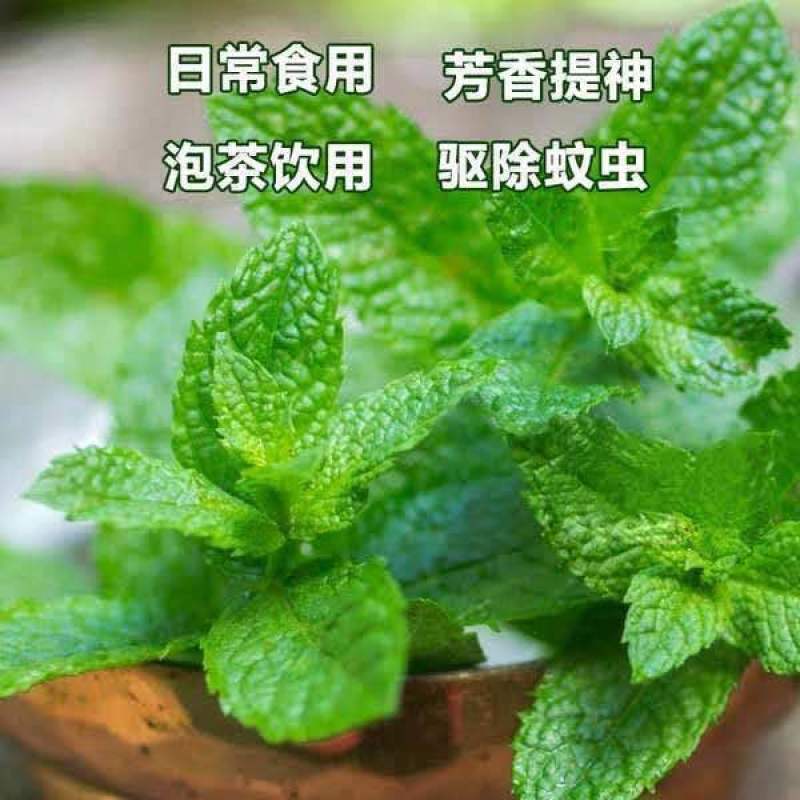 食用薄荷种子留兰香薄荷四季种植易活蔬菜种子柠檬香水薄荷