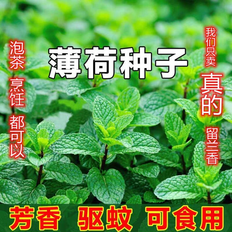 食用薄荷种子留兰香薄荷四季种植易活蔬菜种子柠檬香水薄荷