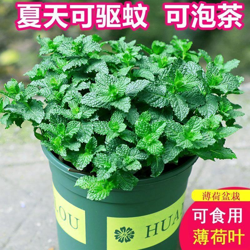 食用薄荷种子留兰香薄荷四季种植易活蔬菜种子柠檬香水薄荷