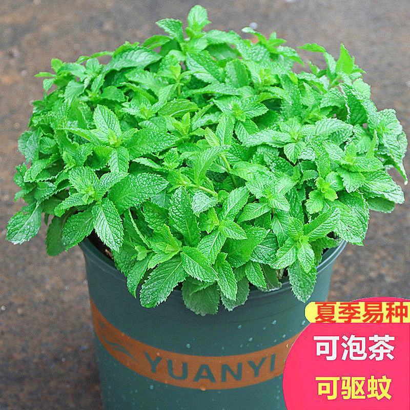 食用薄荷种子留兰香薄荷四季种植易活蔬菜种子柠檬香水薄荷