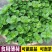 食用薄荷种子留兰香薄荷四季种植易活蔬菜种子柠檬香水薄荷