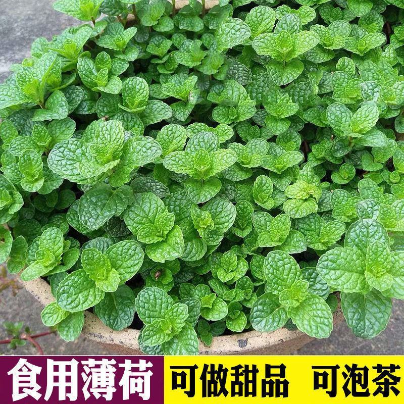 食用薄荷种子留兰香薄荷四季种植易活蔬菜种子柠檬香水薄荷