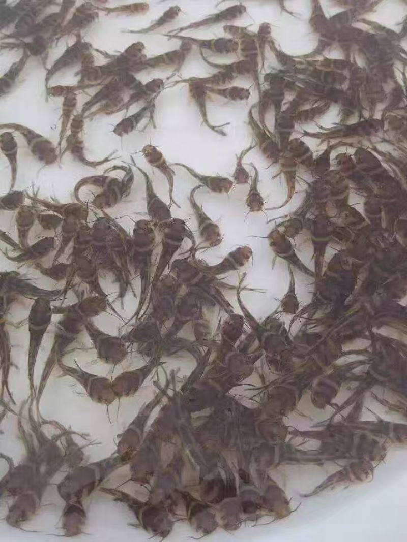 广东黄骨鱼苗鱼苗辣丁鱼苗杂交黄骨鱼苗全雄性欢迎咨询