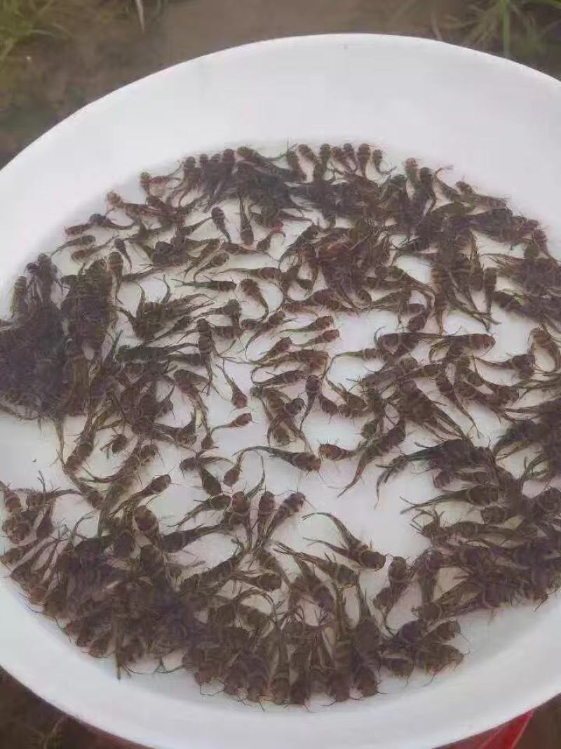 广东黄骨鱼苗鱼苗辣丁鱼苗杂交黄骨鱼苗全雄性欢迎咨询