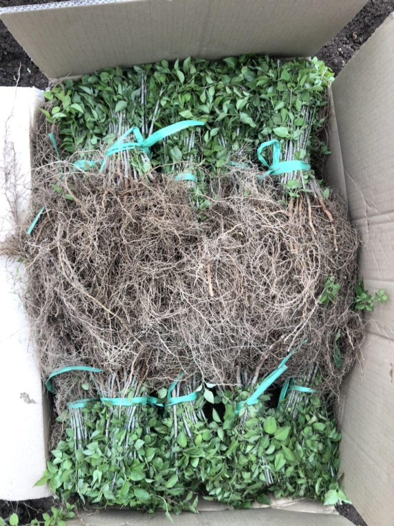 暴马丁香小苗白丁香小苗根系发达苗子粗壮海量产地直发